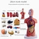 thumbnail image 3 of Torso Maniquí Anatomía Muñeca 15 Piezas Extraíbles Modelo de Órgano Educativo Modelo de Anatomía de Órgano Interno Humano, 3 of 5