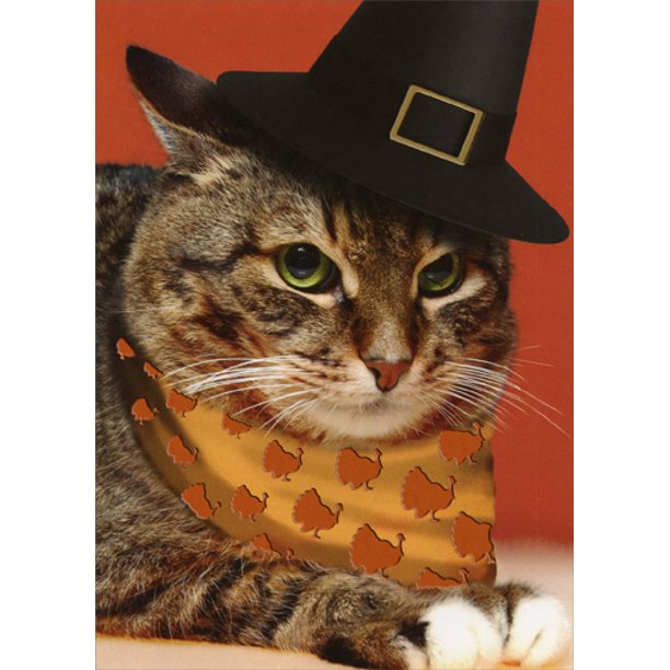 Recycled Paper Greetings Pilgrim Cat Funny Thanksgiving Card Walmart Com