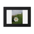 thumbnail image 1 of White Cosmos Marco de Fotos de escritorio imagen Arte Negro Pintura 5x7 pulgadas, 1 of 4