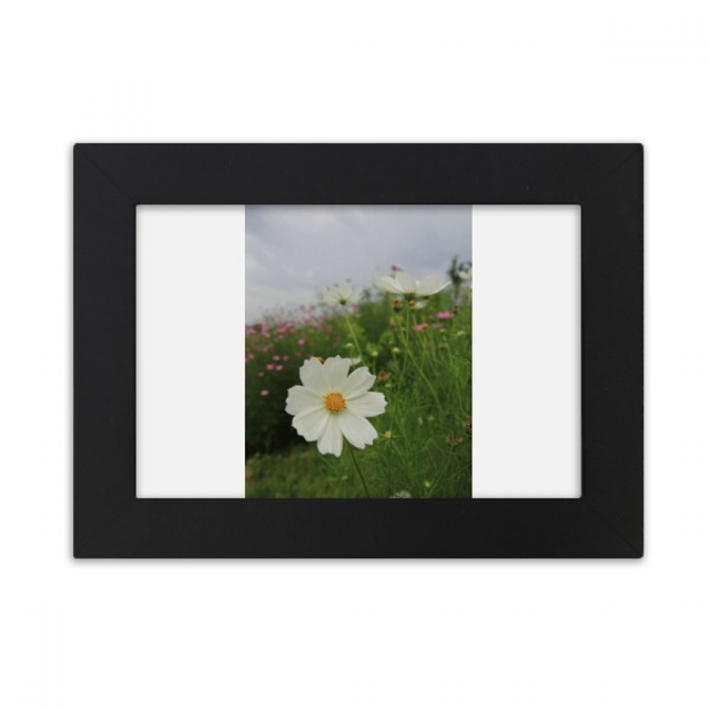 White Cosmos Marco de Fotos de escritorio imagen Arte Negro Pintura 5x7 pulgadas