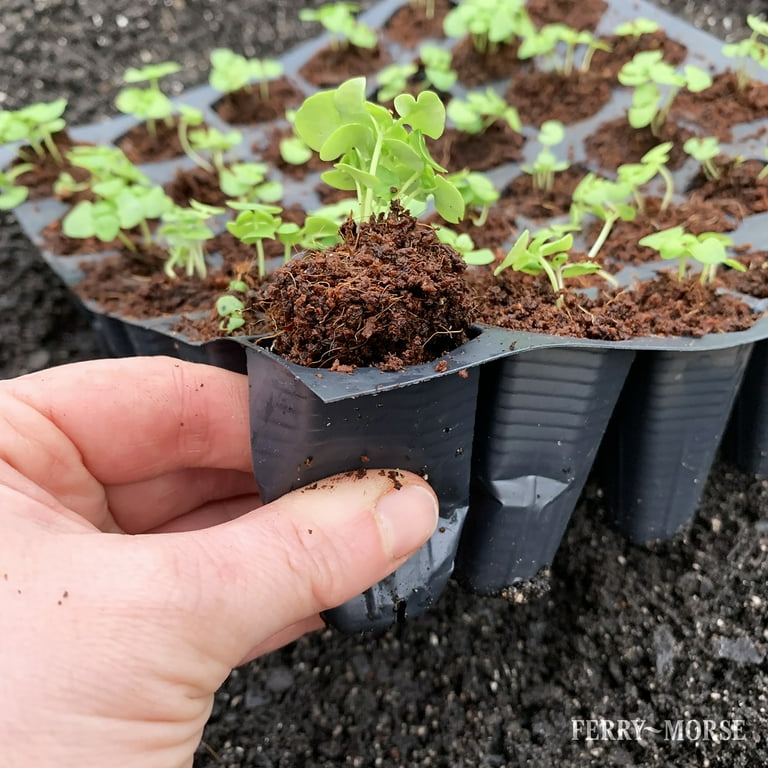 Ferry Morse Pro-Hex Seed Starting Tray 72 Cells - Reusable Plastic