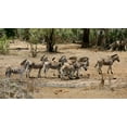 thumbnail image 2 of Dana Underdahl 4x24 White Modern Wood Framed Wall Art Titled - Safari Zebras Group I, 2 of 5