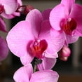 thumbnail image 2 of Just Add Ice 16-30" Watercolor Pink Premium Orchid Live Plant in 5" White Ceramic Pot, House Plant, 2 of 6