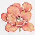 thumbnail image 3 of OToole, Tim 20x20 Black Modern Framed Museum Art Print Titled - Spring Tulip Bloom I, 3 of 5
