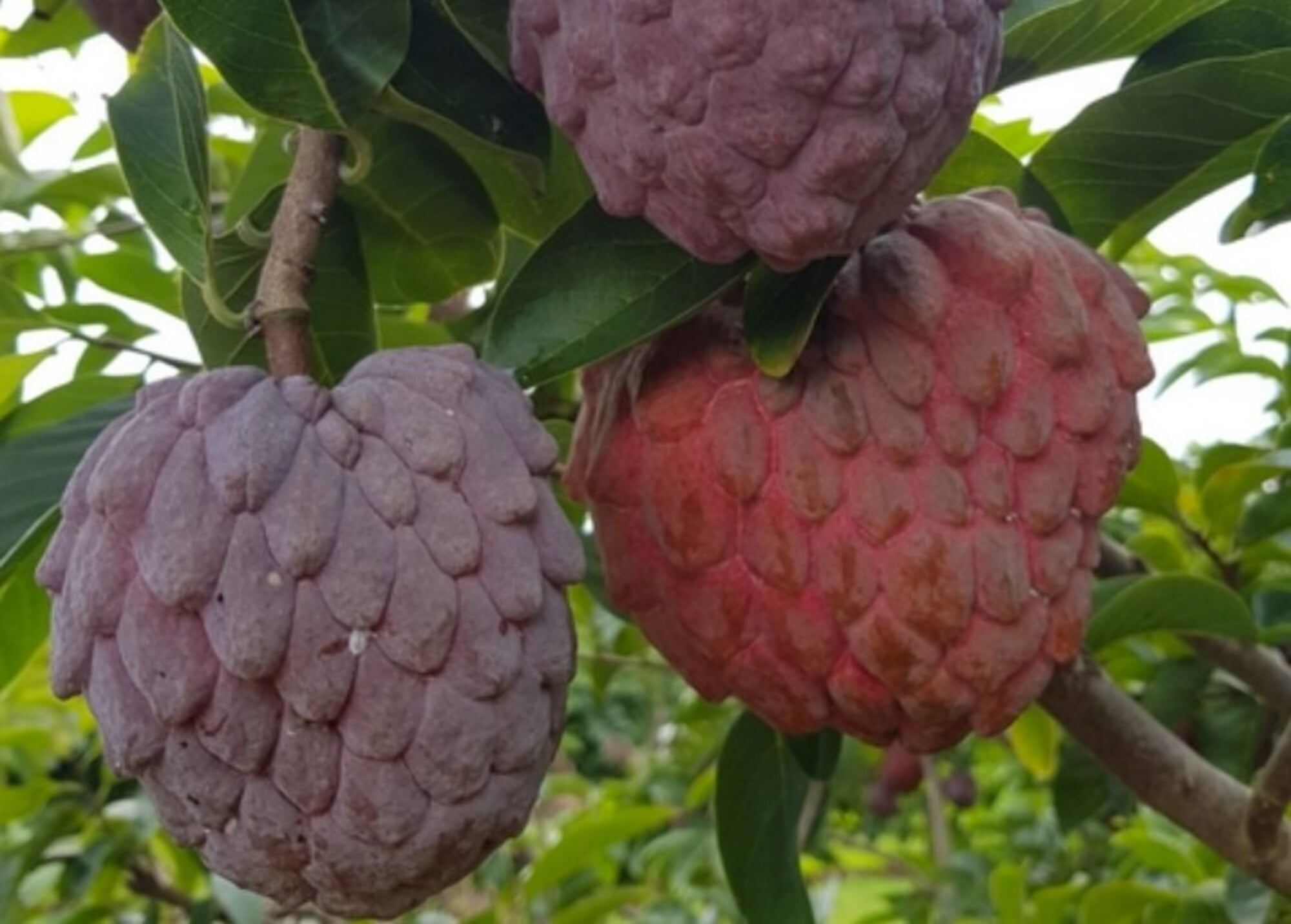 RED CUSTARD APPLE FRUIT Tree Grafted 1.54 Feet Tall Tropical Tree From