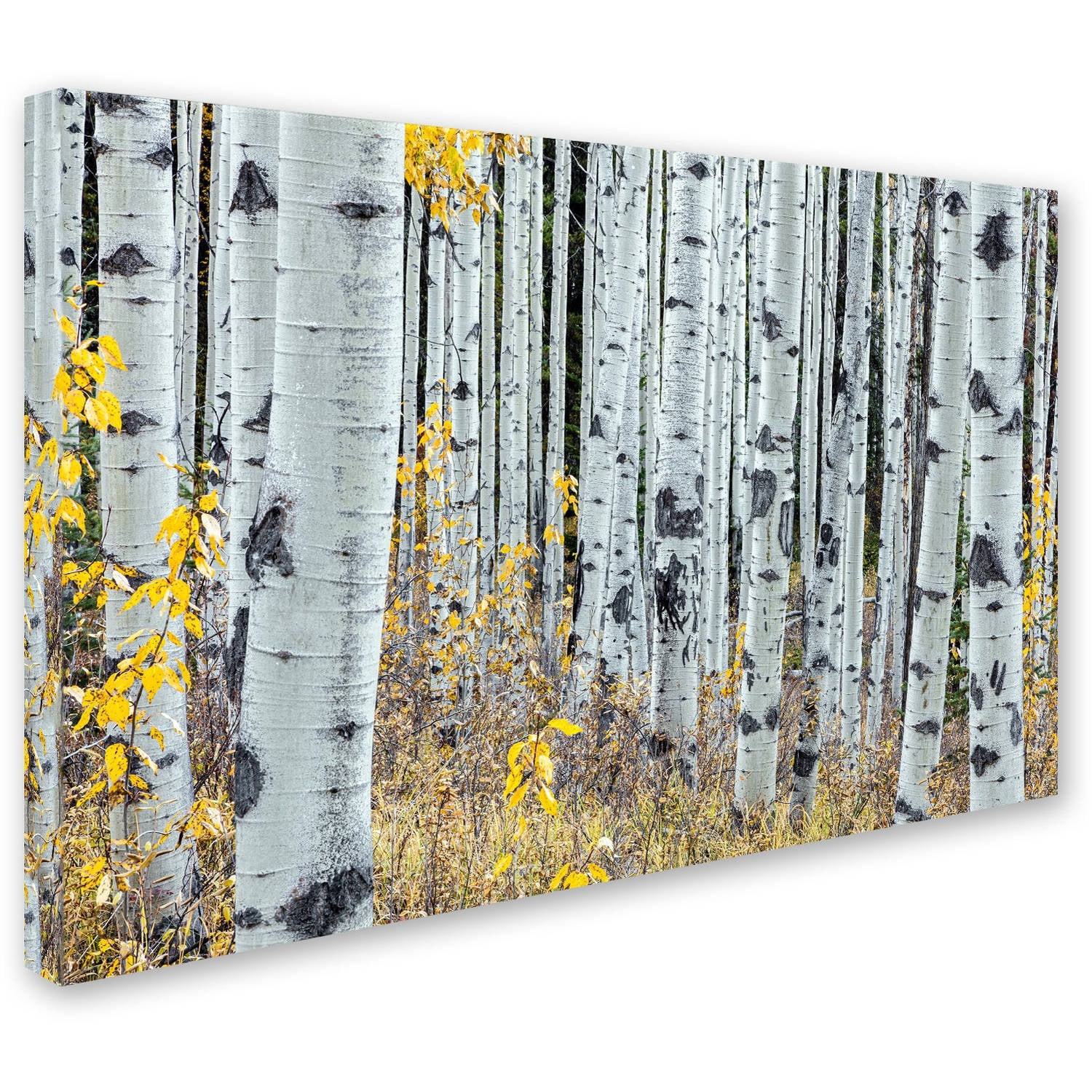 Trademark Fine Art 'Forest of Aspens' Canvas Art by Pierre Leclerc