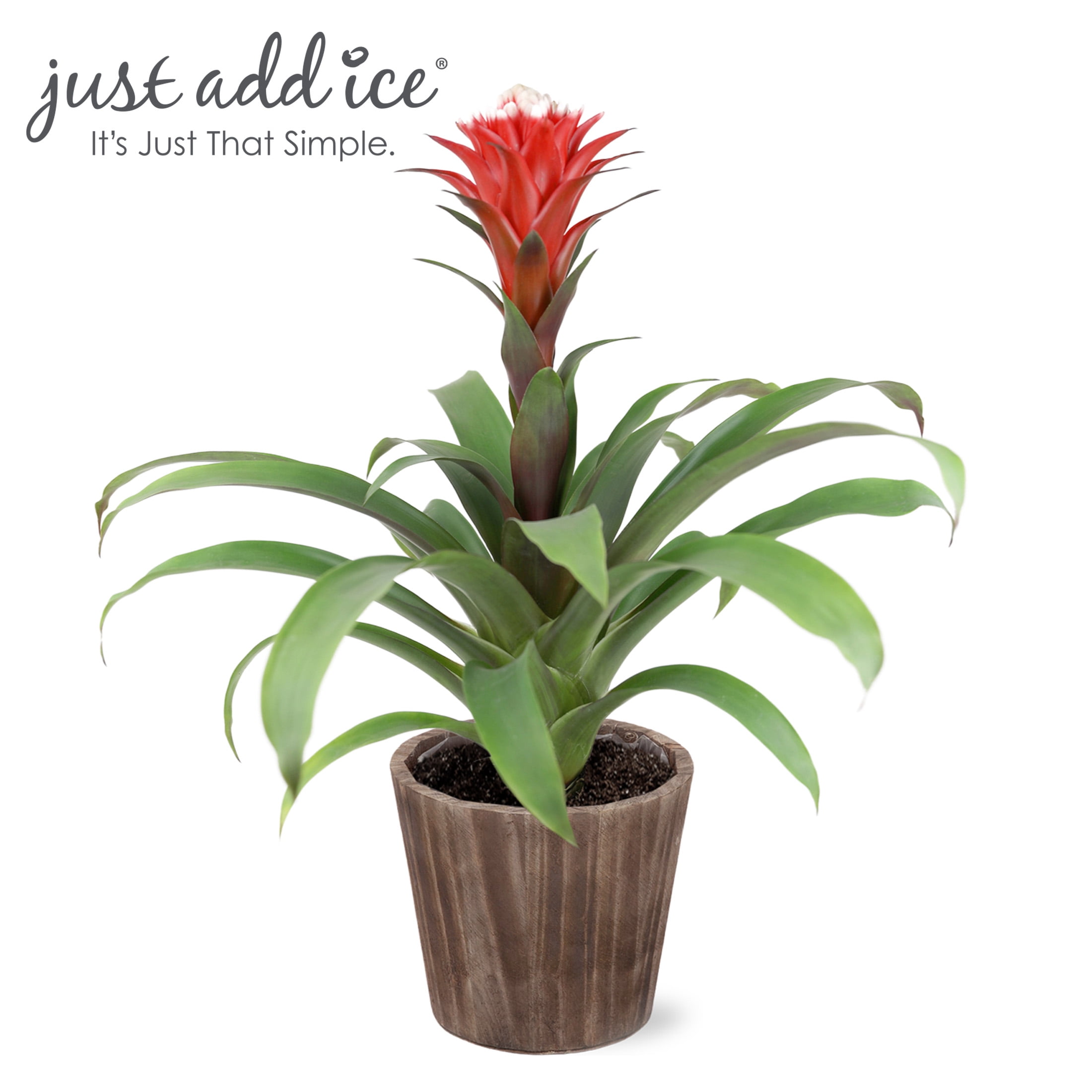 Just Add Ice 1517" Red Guzmania Hope Bromeliad Live Plant in 5" Moss