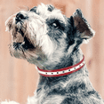 thumbnail image 4 of Correas para collar de perro, correas clásicas para collar de perro para perros pequeños, medianos y grandes de todas las razas Adepaton Correas y Collares para Perros, 4 of 5