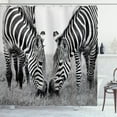 thumbnail image 1 of Ambesonne Zebra Shower Curtain, Wildlife Burchell, 69"Wx70"L, White and Black, 1 of 3