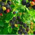 thumbnail image 2 of Set 2 Osage Blackberry Plants Live for Planting, Blackberries Plants Fruit Bushes Outdoor Garden 4 to 6 Inch Tall, 2 of 6