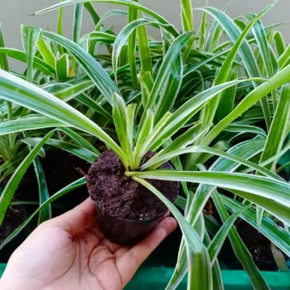Variegated Spider Plant Live 7'' Tall, Rare Indoor Houseplant, Ideal for Home and Offices