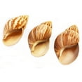 thumbnail image 5 of Set of 12 Extra Large Natural Japanese (Fairyland) Land Snail Shells 3" - 4" Large Hermit Crab Beach Crafts Hobby, 5 of 5