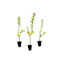 Crape Myrtle Twilight  10 Live Plants  Deep Purple Blooms, Premium Live Plant, Ornamental Garden Centerpiece for Stunning Seasonal Displays