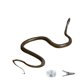 thumbnail image 2 of Broma de Serpiente con Clip onlyliua, 2 of 7