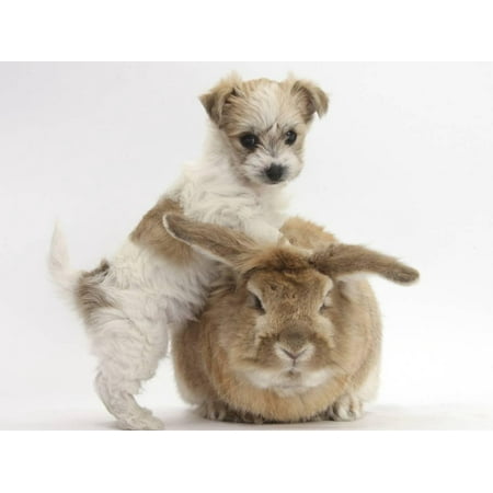 - Bichon Frise Cross Yorkshire Terrier Puppy, 6 Weeks, and Sandy Rabbit Print Wall Art By Mark Taylor