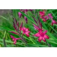 thumbnail image 2 of Engelbrecht, Lisa S. 24x17 Black Ornate Wood Framed with Double Matting Museum Art Print Titled - Pink Gladiolus, 2 of 4