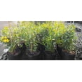 thumbnail image 4 of Jasmine Carolina Gelsemium Sempervirens, Yellow Flower Vine, Gallon Pot, 4 of 6