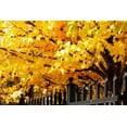 thumbnail image 2 of Alan Hausenflock 32x23 Gallery Wrapped Canvas Wall Art Titled - Boughs of Gold IV, 2 of 4
