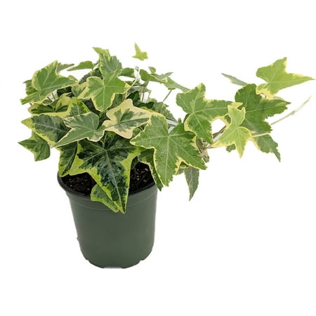 Gold Child English Ivy - Hardy Groundcover/House Plant - Sun or Shade - 4