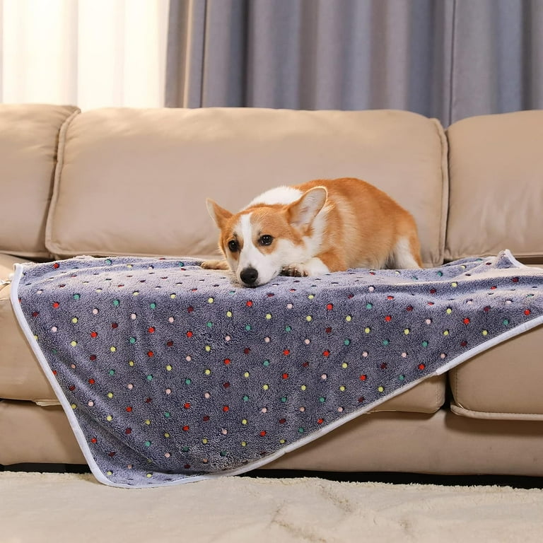 Cute dog best sale in blanket