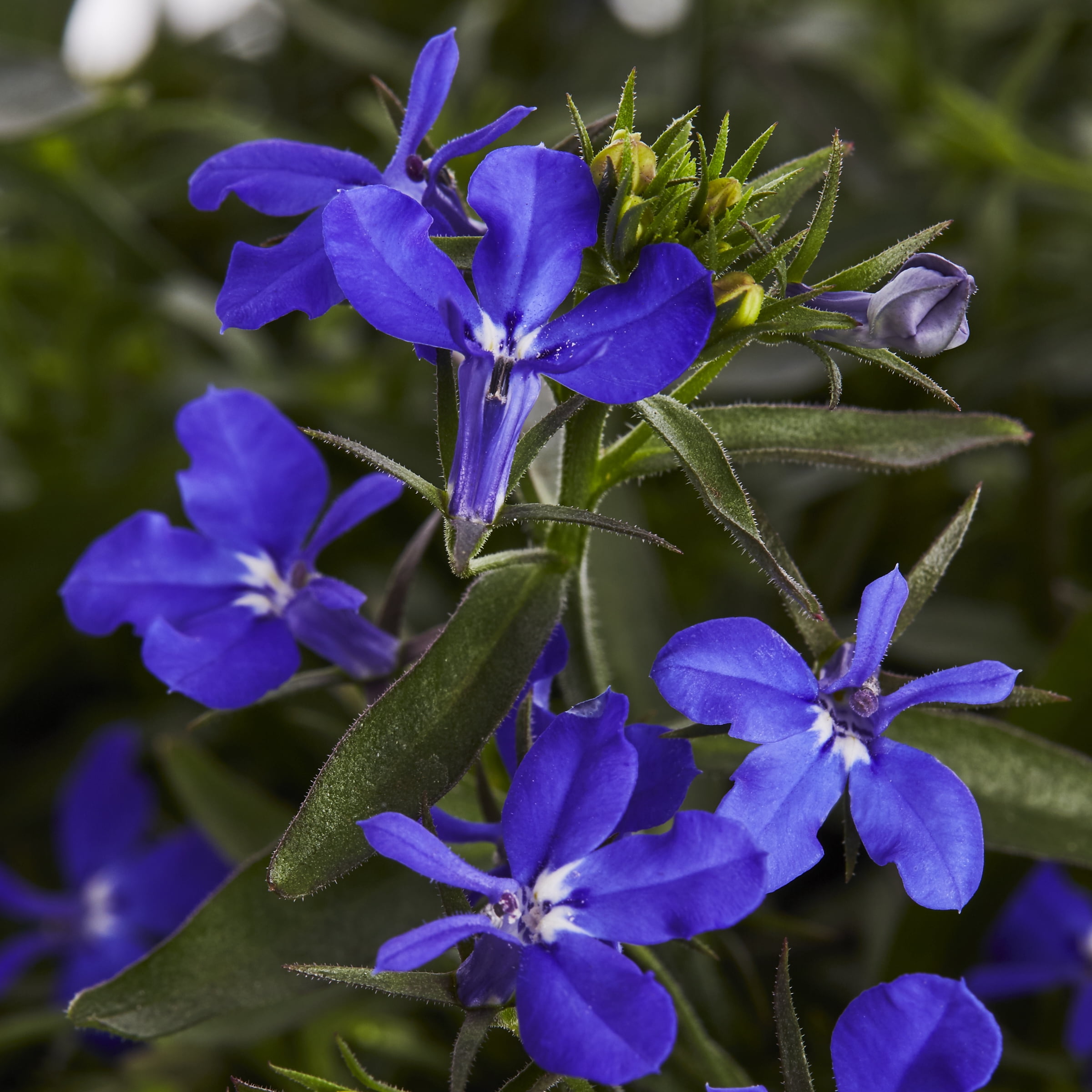 Better Homes & Gardens Blue Lobelia Live Annual Plant, 1.5PT Grower Pots, Full Sun, 5-Pack