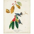thumbnail image 2 of Audubon, John James 12x14 White Modern Wood Framed Museum Art Print Titled - Pl 48 Cerulean Warbler, 2 of 4