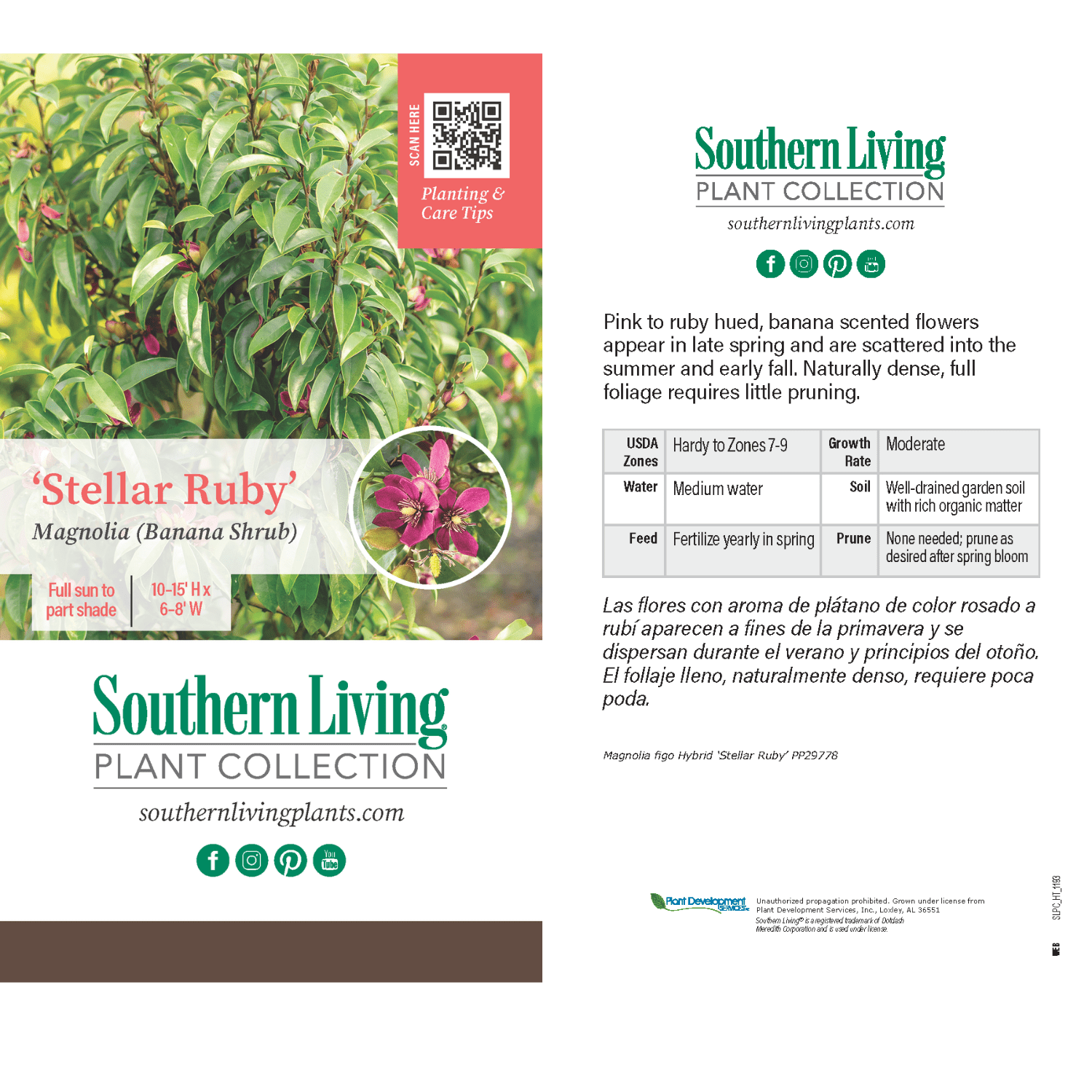 Southern Living Stellar Ruby Magnolia Live Shrub in 2-Gallon Grower Pot