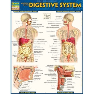 Pre-Owned Anatomy - Reference Guide (8.5 x 11) : a QuickStudy