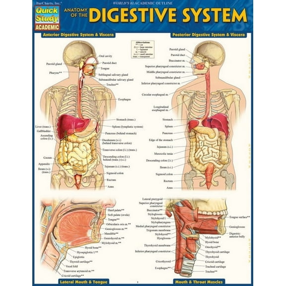 Anatomy of the Digestive System : QuickStudy Laminated Reference Guide (Edition 2) (Other)