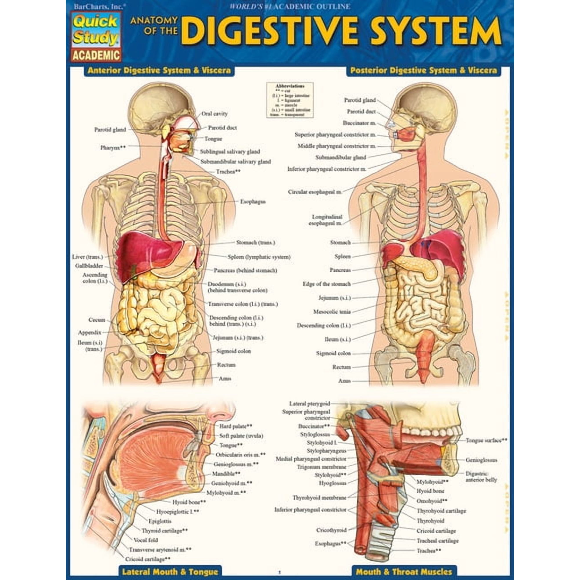 Anatomy of the Digestive System : QuickStudy Laminated Reference Guide (Edition 2) (Other)
