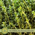 thumbnail image 5 of Golden Lemon Thyme | Two Live Herb Plants | Non-GMO, Pretty & Citrusy, 5 of 9