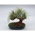 thumbnail image 2 of Resin Bonsai Air Plant Tree, Glued with Live Air Plants, Home and Office Gift by BubbleBlooms, 2 of 8