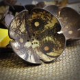 thumbnail image 5 of Wooden handicraft coconut shell soap box, 5 of 5