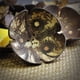 thumbnail image 5 of Wooden handicraft coconut shell soap box, 5 of 5