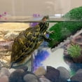 thumbnail image 6 of 1 x Turtle Ramp-green, 6 of 8