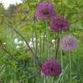 thumbnail image 5 of Easy to Grow Allium Purple Sensation 20 Plant Bulbs, Spring Summer Sun Zone 4-9, 5 of 6