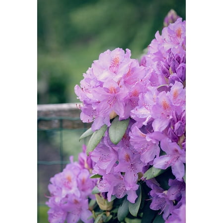 - LAMINATED POSTER Plant Rhododendrons Garden Plant Flower Garden Poster Print 24 x 36