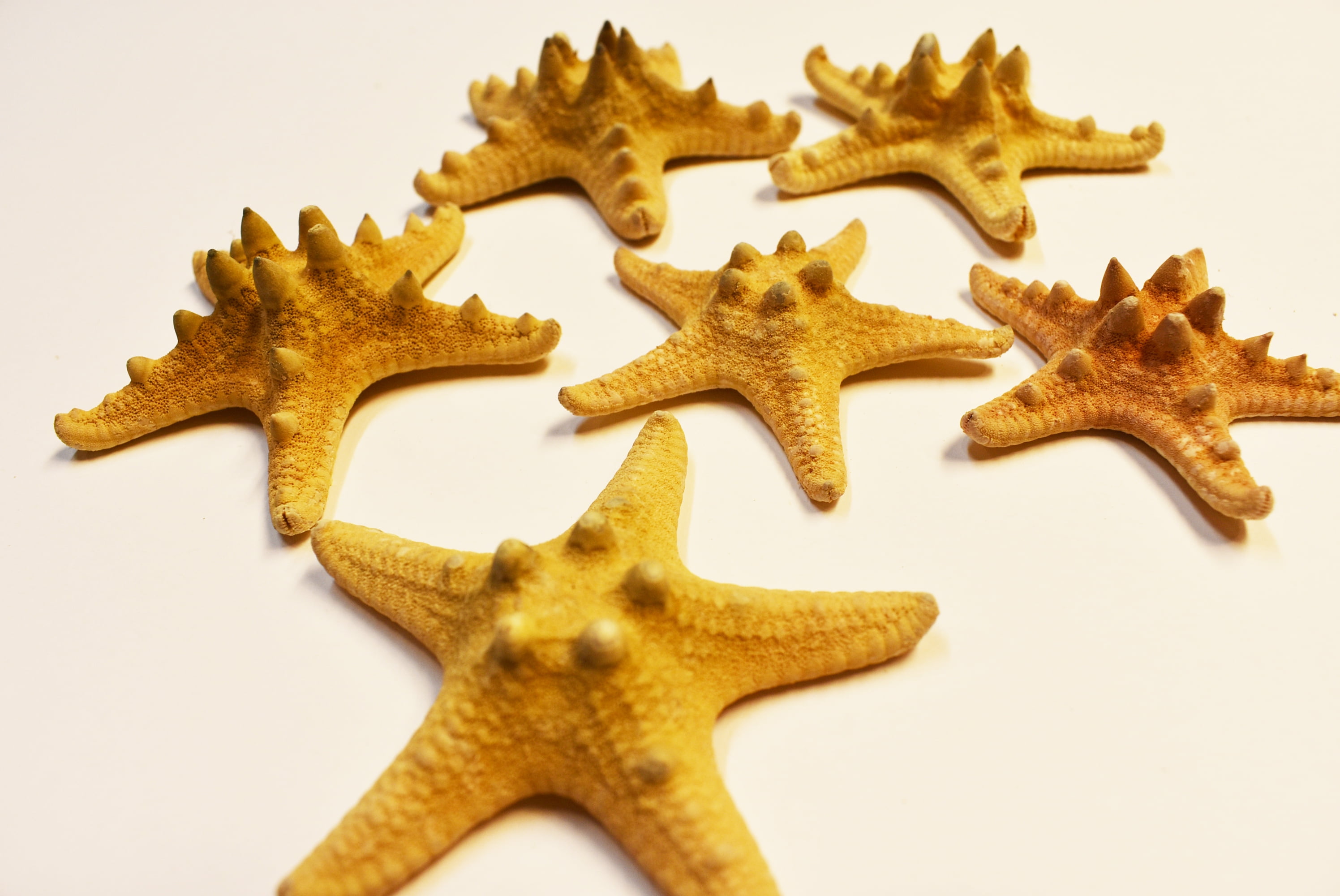 Set of 12 XX Large Flat Tan Starfish 3 1/2-4" Seashells Beach Wedding Craft Deco