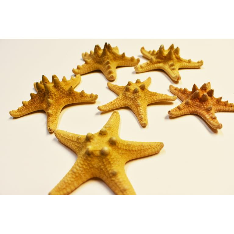 12 Natural Chocolate Chip Starfish for Beach Wedding Crafts and Decor 2  - 3 (50-76 mm) Nautical Coastal Beach Cottage Decor 