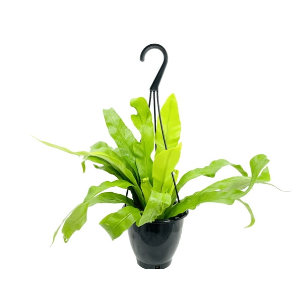 Japanese Bird's Nest Fern Hanging Basket Live Plant in a 4 inch