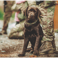 thumbnail image 3 of Up Country ARMCQ3W Army Pet Collar - Medium Wide, 3 of 3