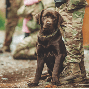 Up Country ARMCQ5W Army Pet Collar - Extra Large