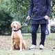 thumbnail image 2 of Correa Para Perros, Cuerda Gruesa Para Caminar Para Perros, Resistente Para Perros Grandes ANGGREK Azul Negro M, 2 of 8