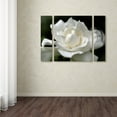 thumbnail image 3 of Trademark Fine Art ''Lovely Gardenia'' by Kurt Shaffer 24" x 32" Multi Panel Art Set Small (886511916739), 3 of 3
