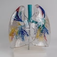 thumbnail image 6 of Transparent PVC Lungs Anatomy Model for Educational Training Aid, Anatomical Liver Model Shows Details of Bronchial Tree, 6 of 17