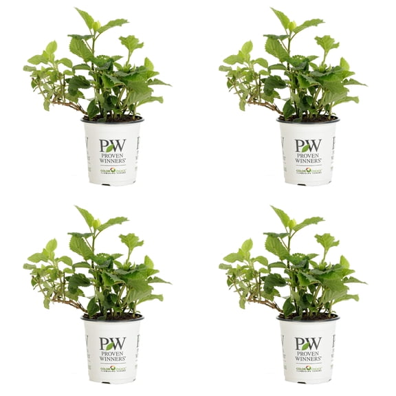 Proven Winners ColorChoice 5" Pink Invincibelle Mini Mauvette Smooth Hydrangea Live Plant in 4.5" Pot (4 Count)