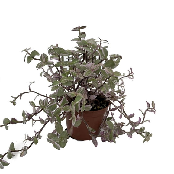Pink Lady Bolivian Jewel - Turtle Vine - Callisia repens - 2.5" Pot