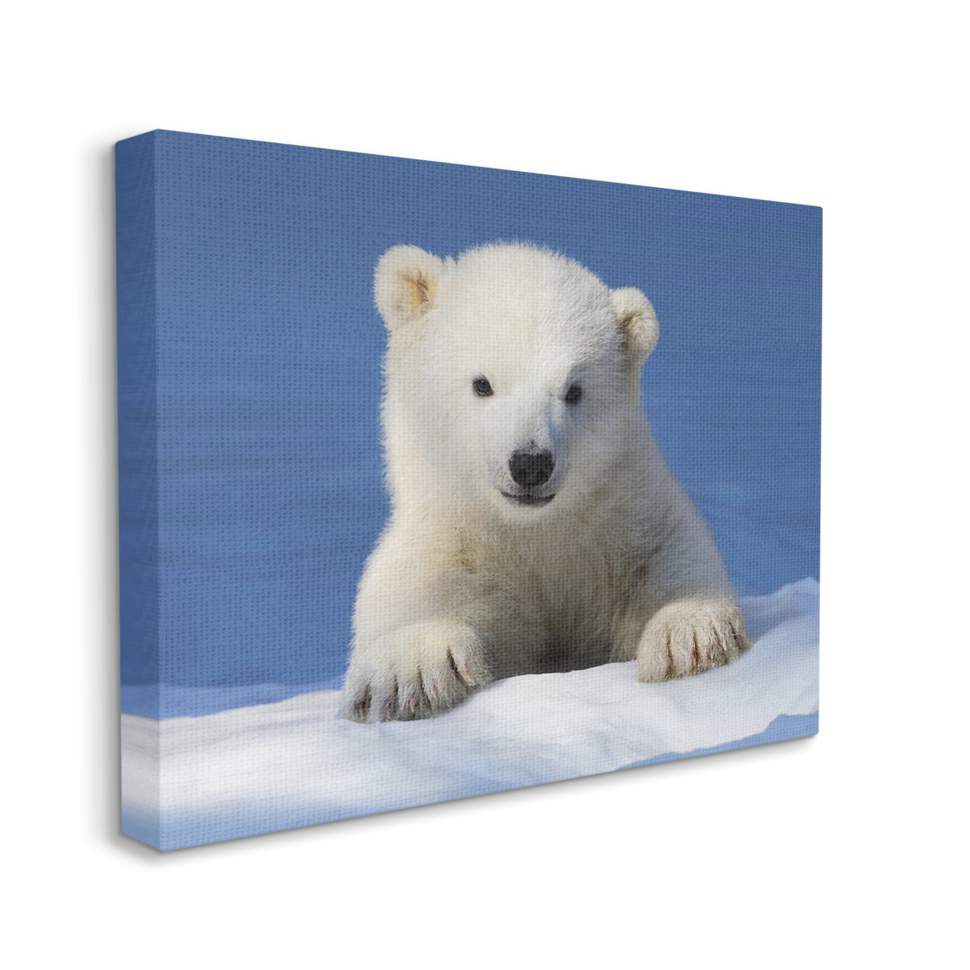 Stupell Industries Baby Polar Bear Peeking Animals & Insects Photography Gallery Wrapped Canvas Print Wall Art, 40 x 30