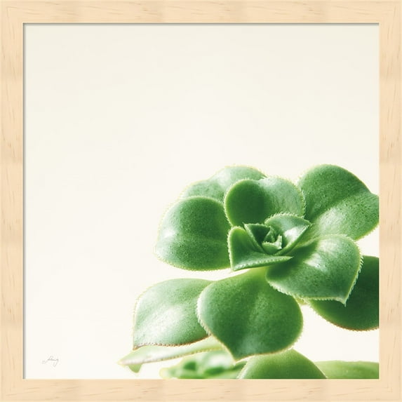 Succulent Simplicity VIII Neutral by Felicity Bradley, Framed Wall Art, 13.25W x 13.25H