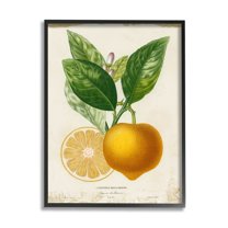 Stupell Industries Vibrant French Lemon Illustration Green Vine Black Framed by Studio W